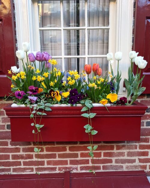 Spring Window Flower Box Inspiration 2 - #MoveWithGreens
